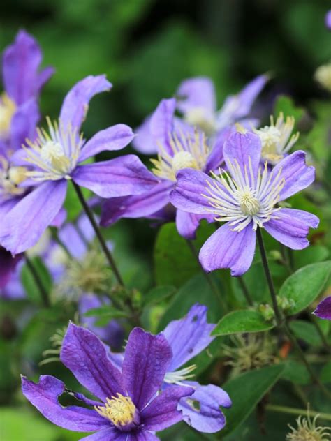 staudenclematis arabella|Stauden